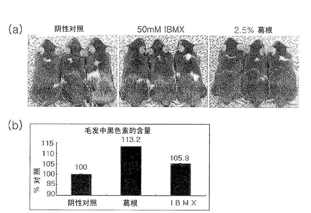 Composition containing kudzu root for prevention of gray hair and treatment of vitiligo
