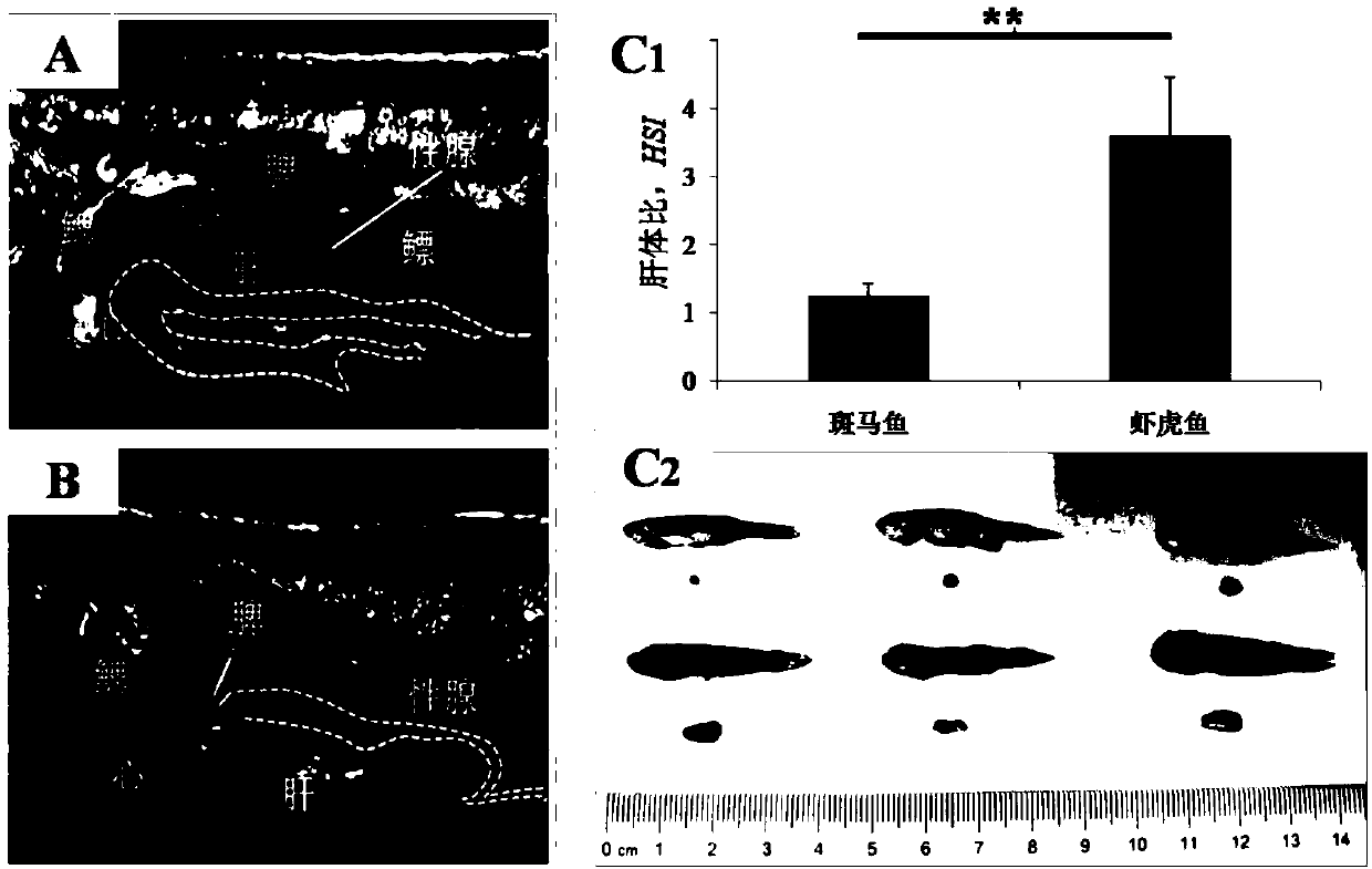 Method for rapidly screening small experimental fish to construct pancreatic fat infiltration model