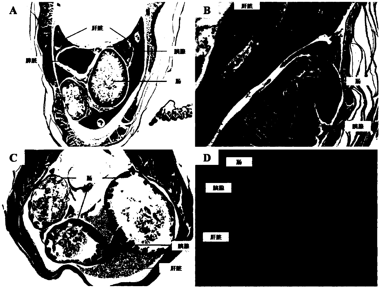 Method for rapidly screening small experimental fish to construct pancreatic fat infiltration model