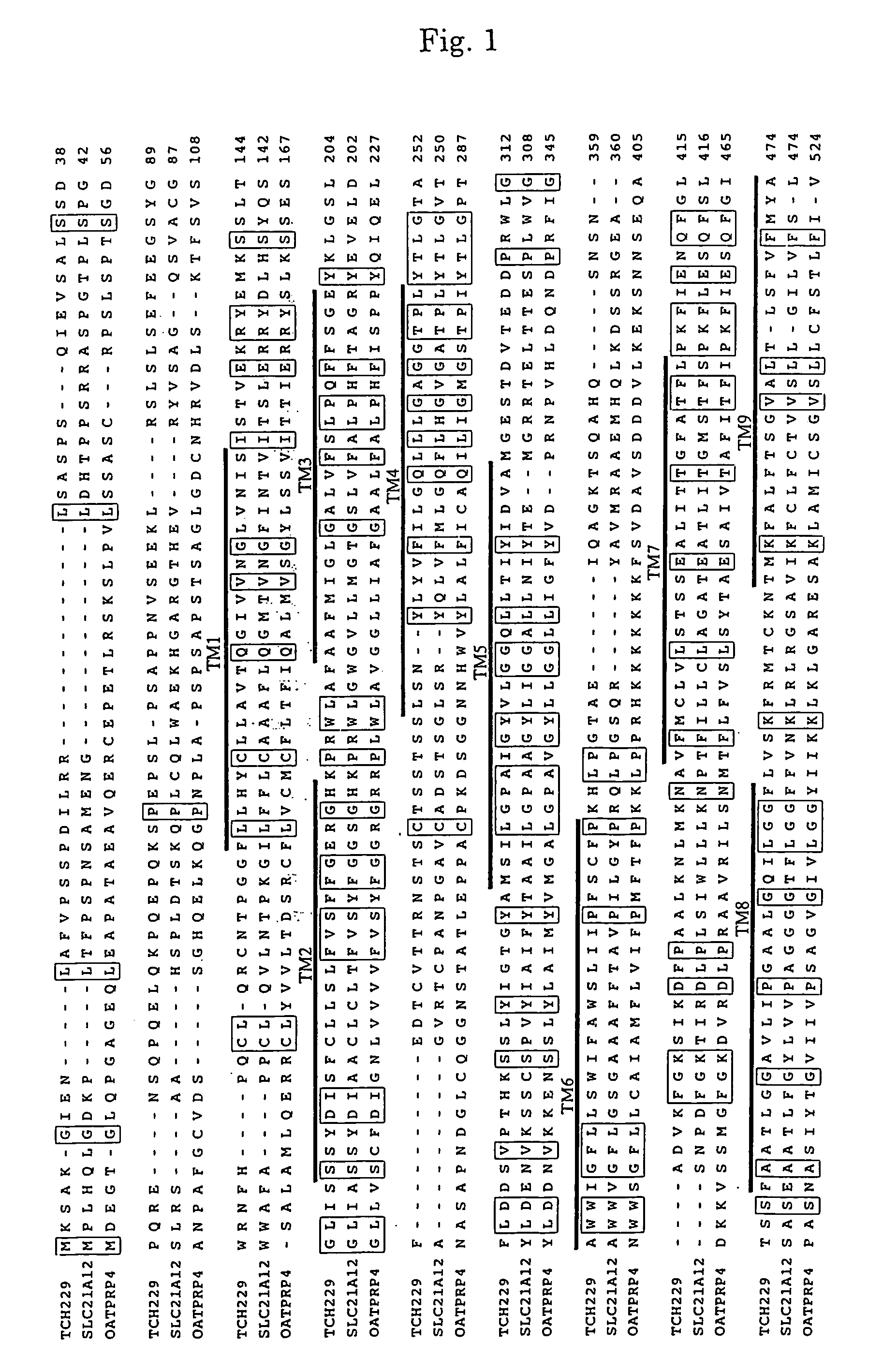 Novel protein and dna thereof