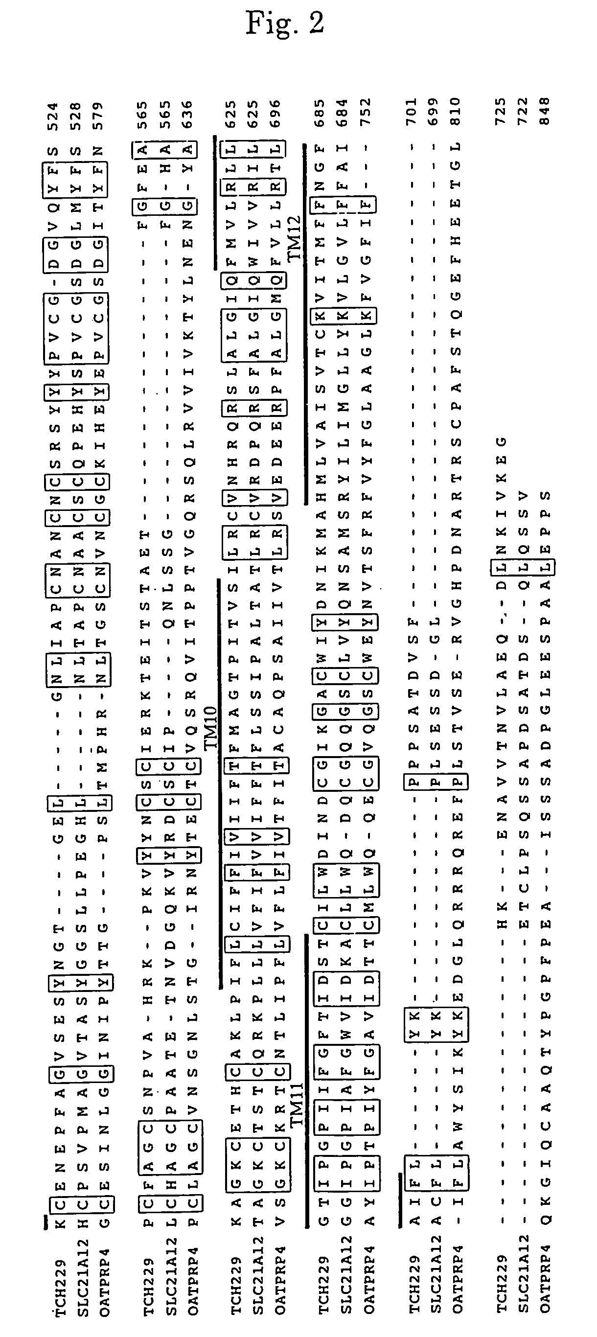 Novel protein and dna thereof