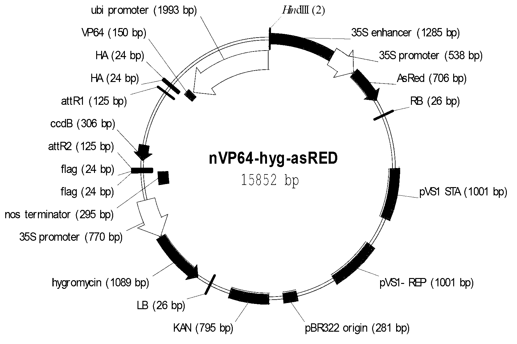 Application of synthetic transcription factor VP64-Os03g57670