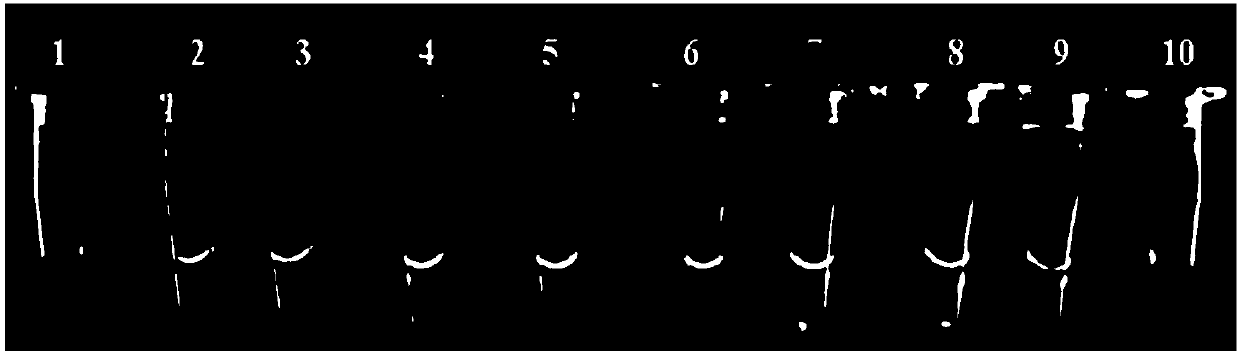 Fluorescence detection kit for detecting prawn enterocytozoon hepatopenaei (EHP) in China