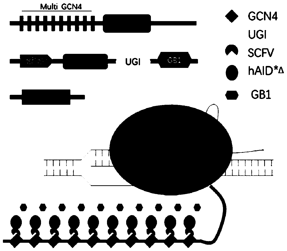 Basic group editing tool and application thereof, and basic group editing method with wide window and no sequence preference in eukaryocyte