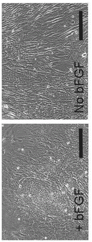 Composition for embryonic stem cell culture and application thereof