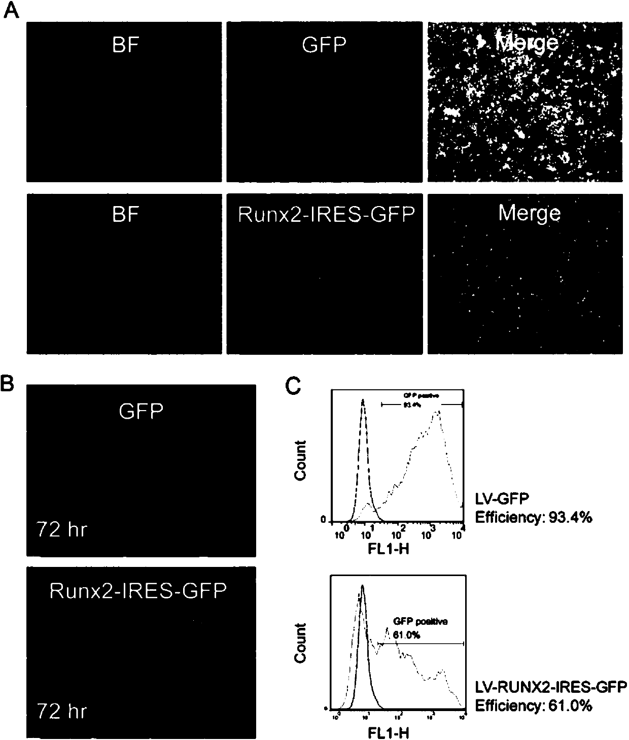 A method of inducing a human fibroblast to reprogram the human fibroblast into an osteoblast by utilization of Runx2 and a low-molecular-weight compound