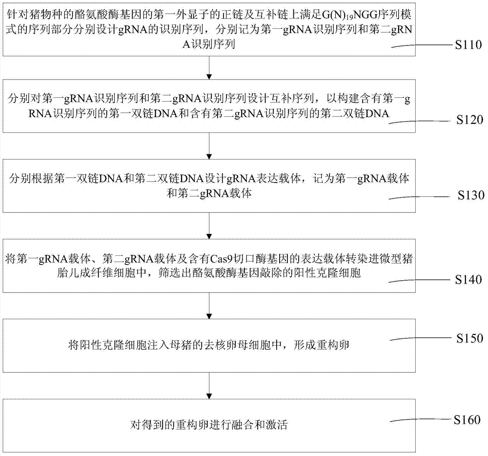 Reconstructed ovum of albinism model pig and construction method thereof, and construction method of model pig
