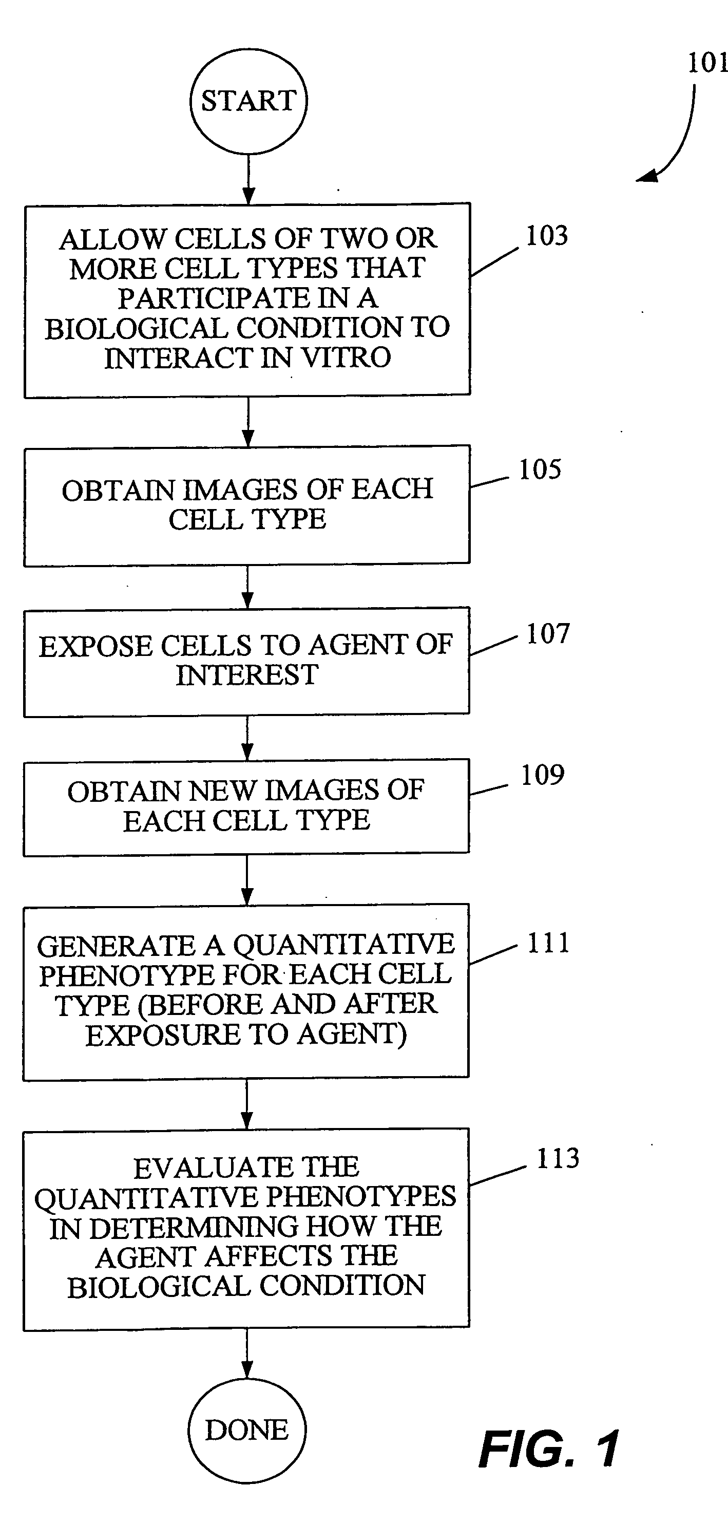 Method of characterizing potential therapeutics by determining cell-cell interactions