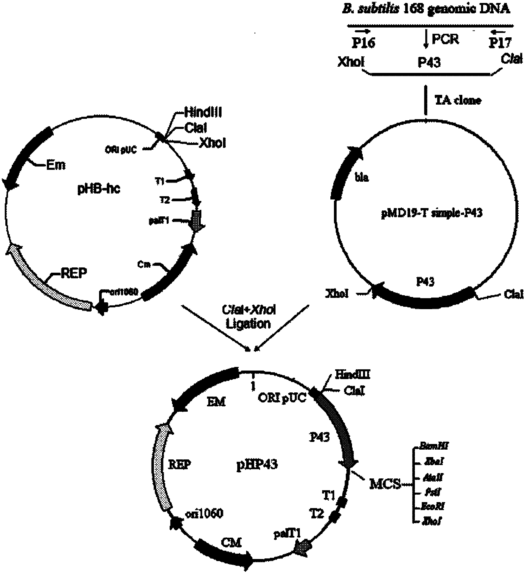 Method for high-efficiency production of recombinant lipoxygenase by using Bacillus subtilis