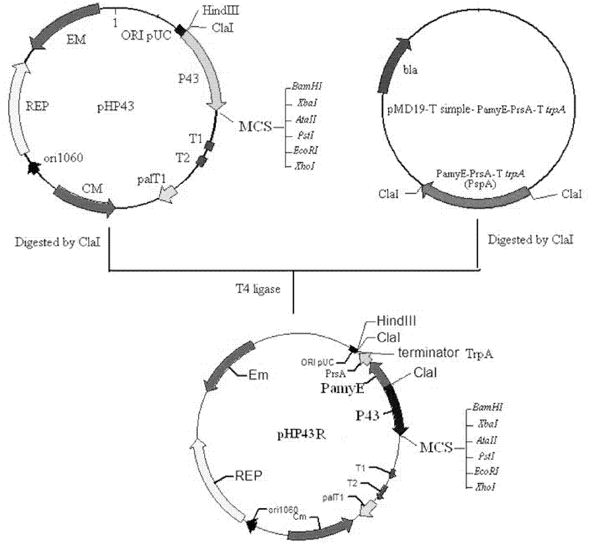 Method for high-efficiency production of recombinant lipoxygenase by using Bacillus subtilis