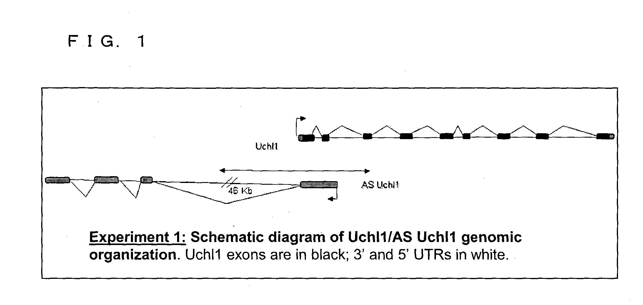 Functional nucleic acid molecule and use thereof