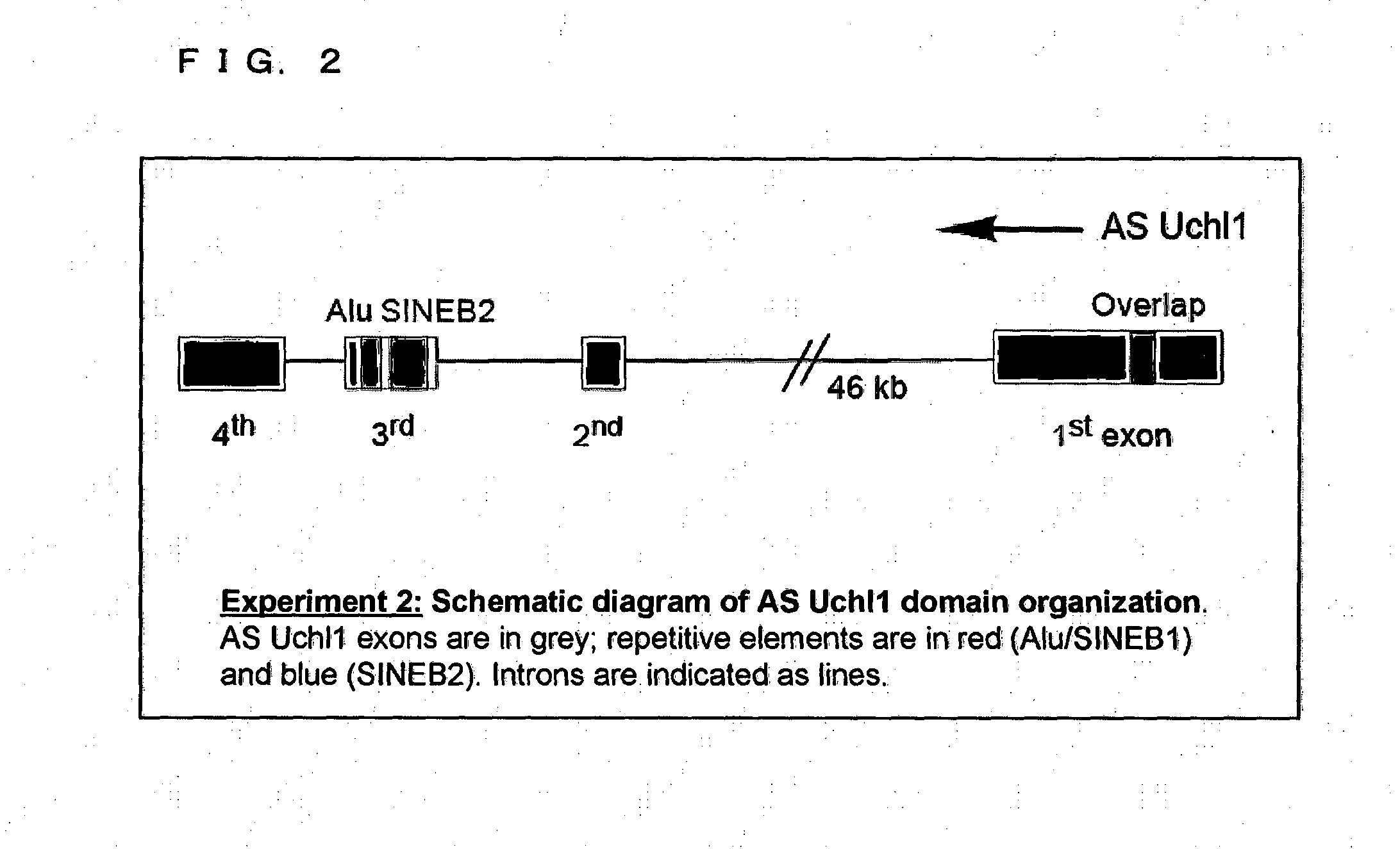 Functional nucleic acid molecule and use thereof