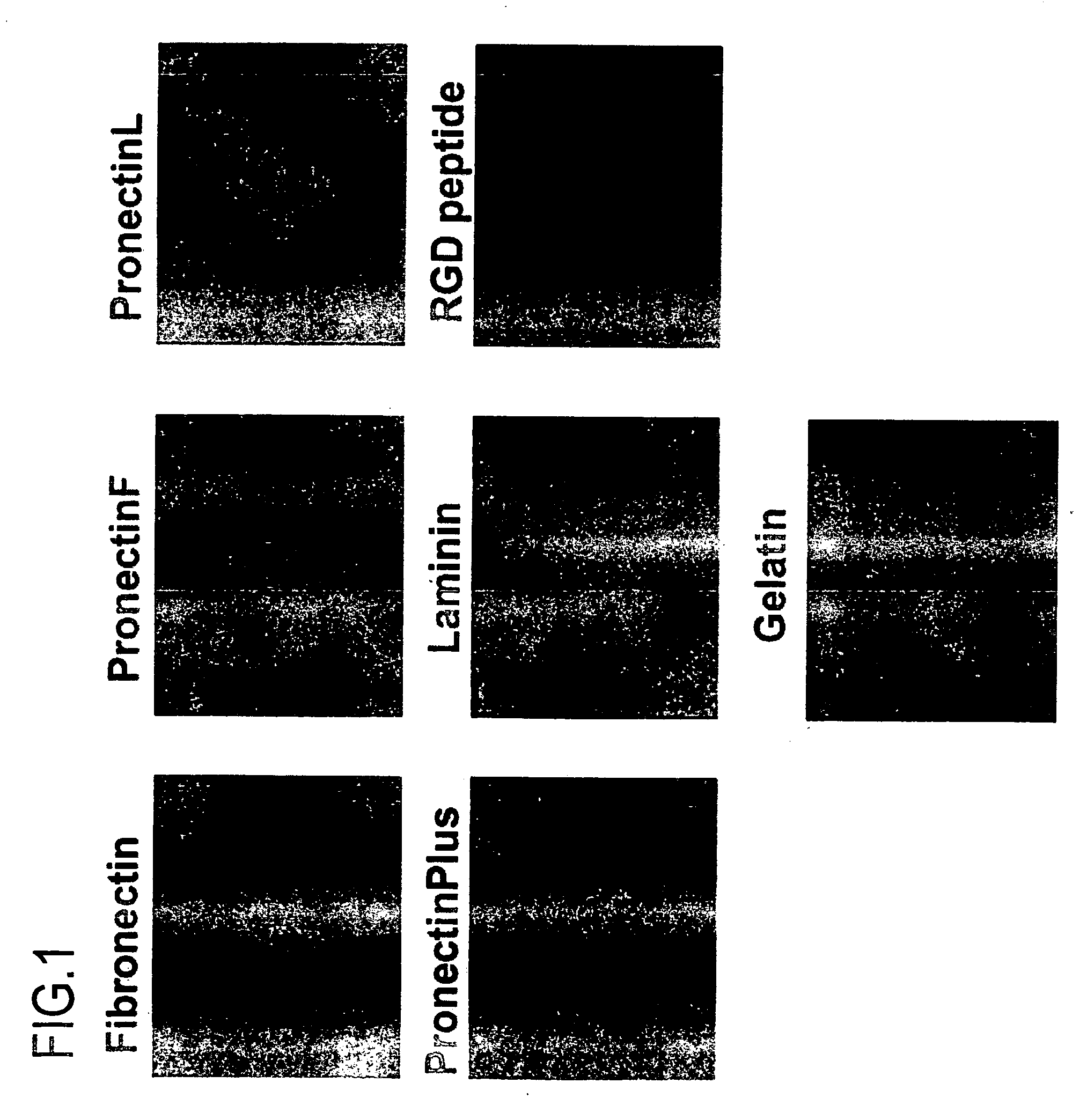 Cell network analysis system