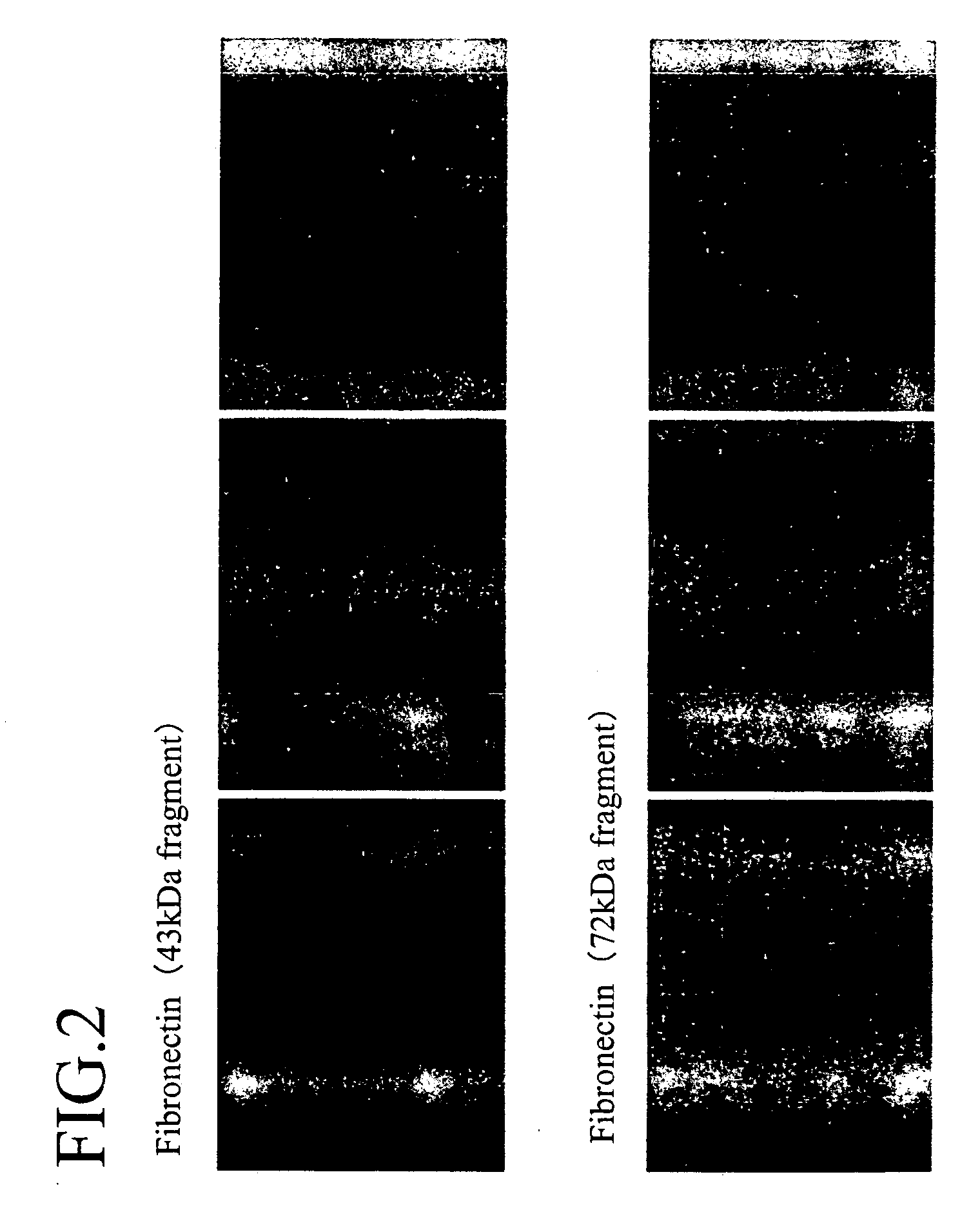 Cell network analysis system