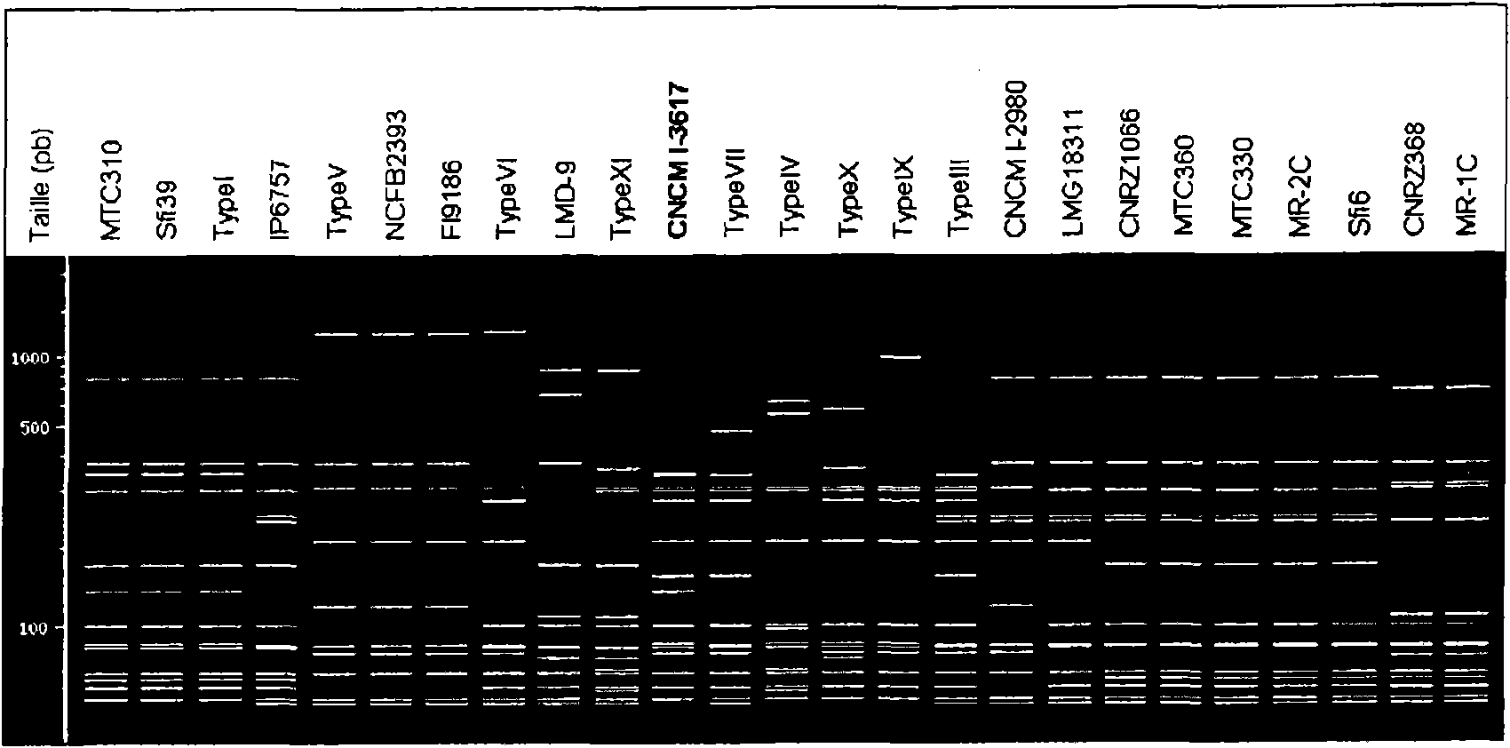 Genetic cluster of strains of streptococcus thermophilus having appropriate acidifying and texturizing properties for dairy fermentations