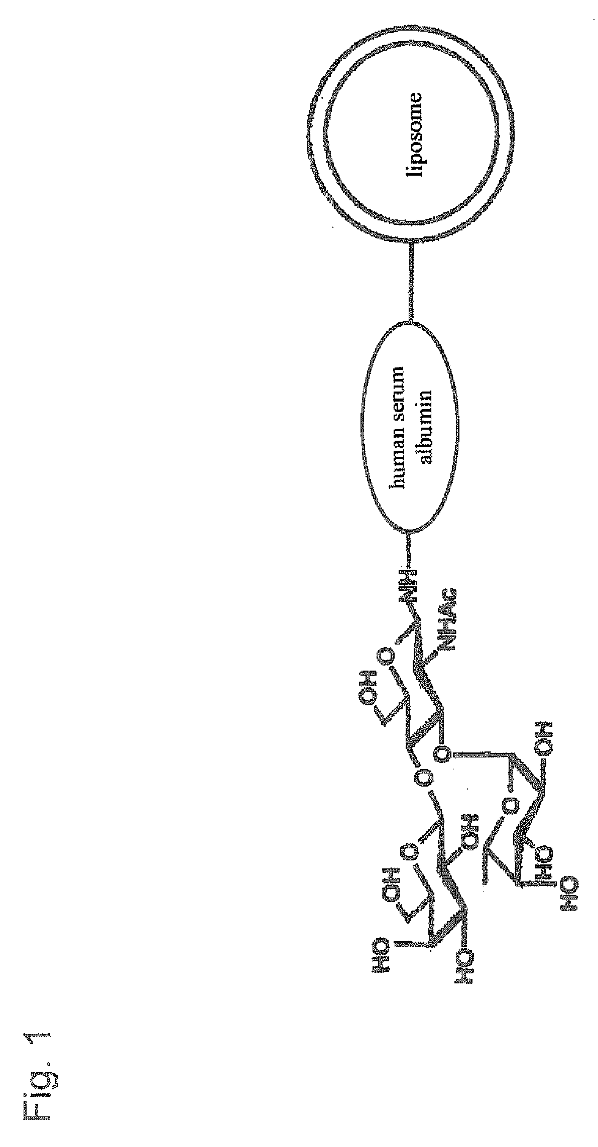 Therapeutic or Diagnostic Drug for Inflammatory Disease Comprising Targeting Liposome