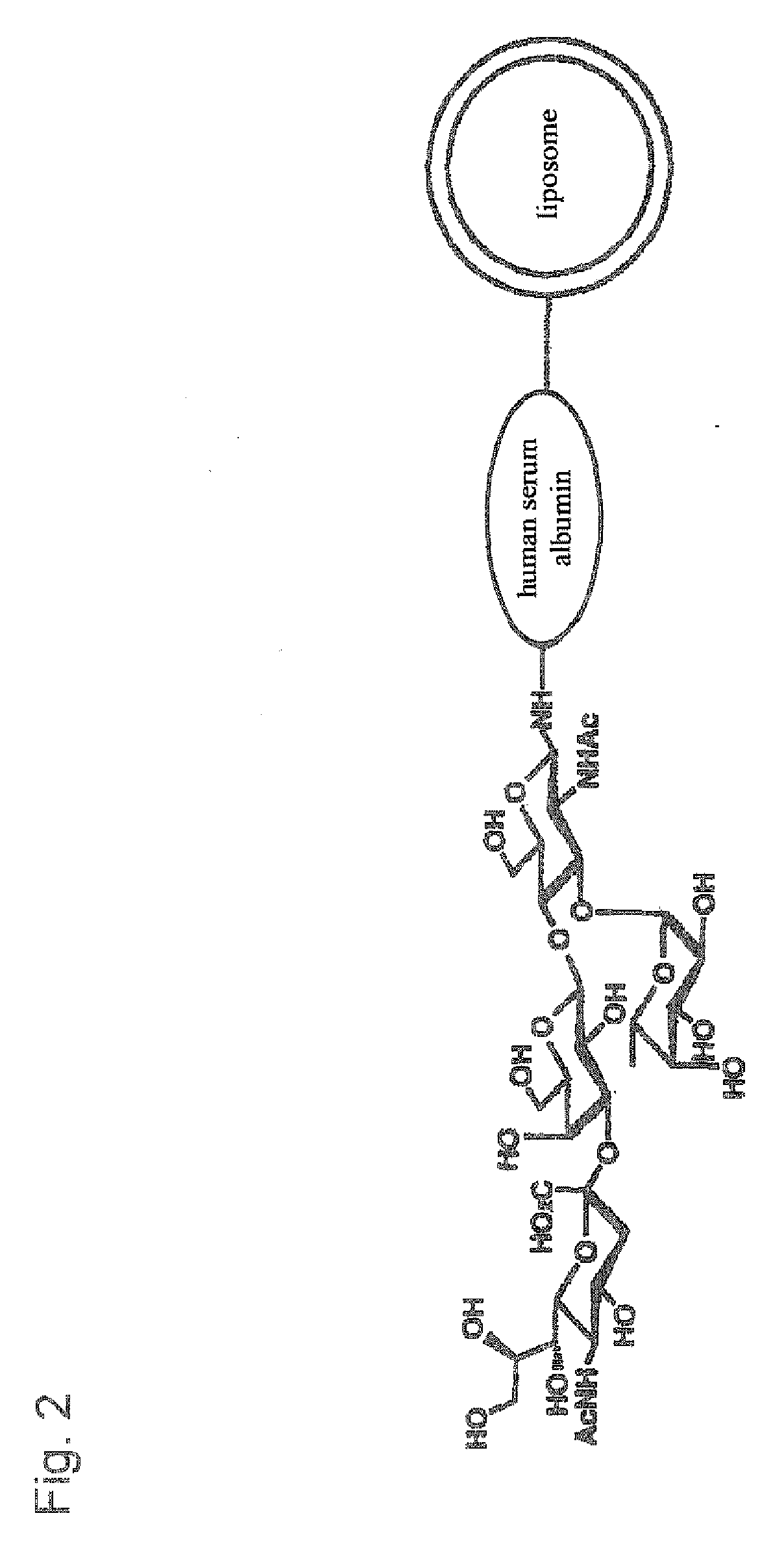 Therapeutic or Diagnostic Drug for Inflammatory Disease Comprising Targeting Liposome