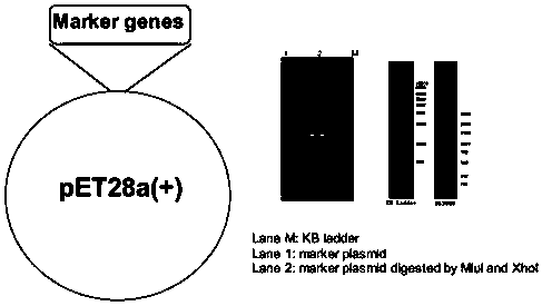 Screening and application of feces gene marker