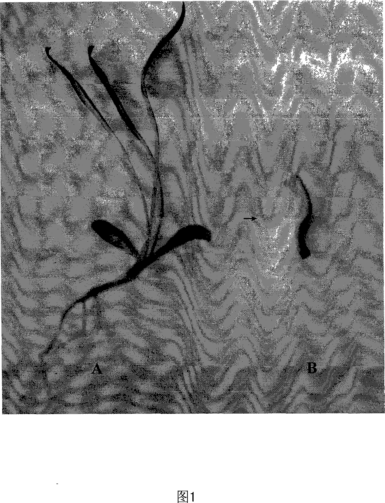 Snow lotus polyploid inducing process