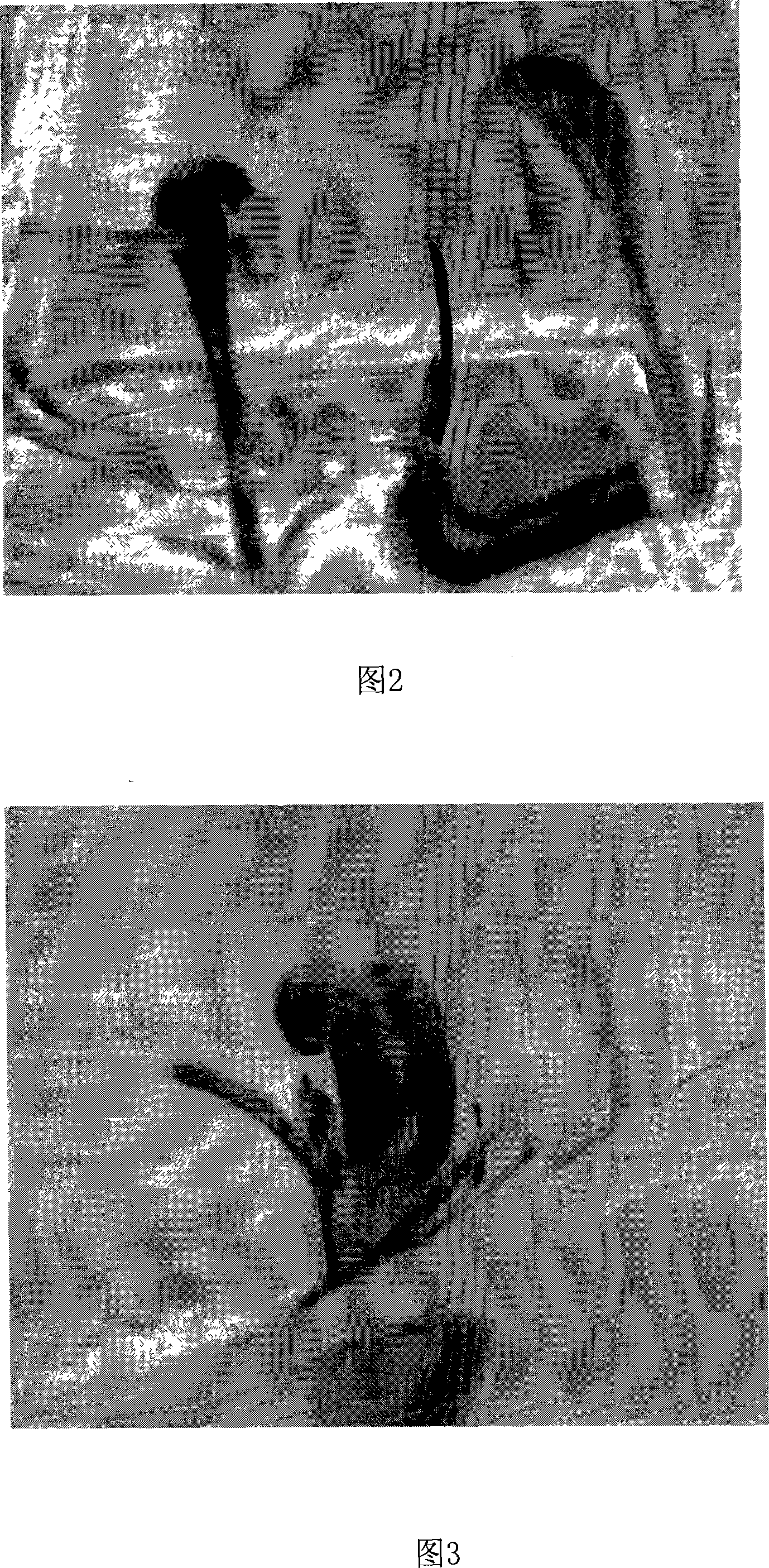 Snow lotus polyploid inducing process