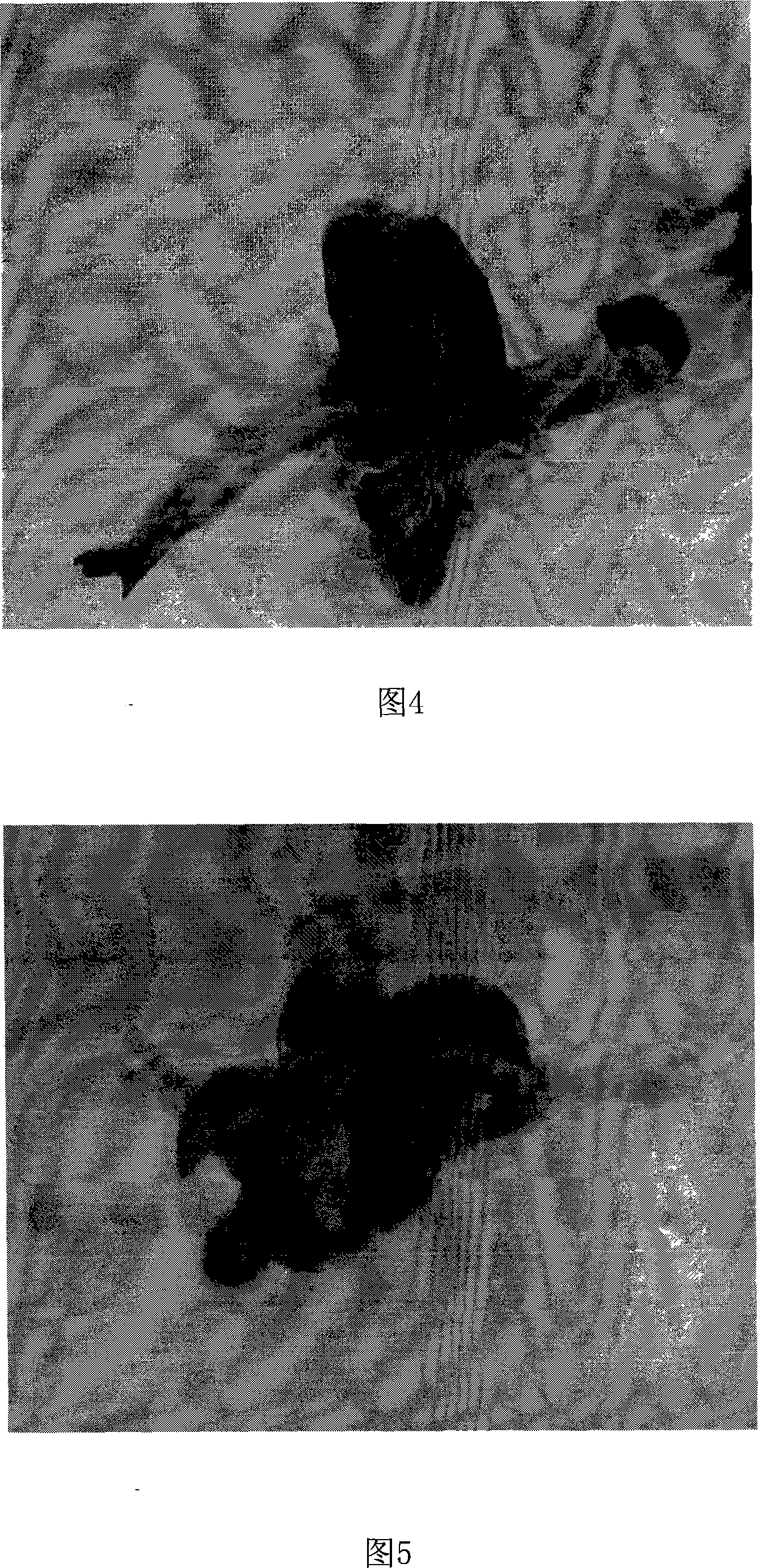 Snow lotus polyploid inducing process