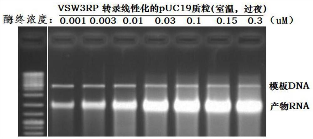 Low-temperature high-yield single subunit RNA (ribonucleic acid) polymerase, purification method and application