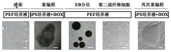 A method for establishing a dox-regulated porcine somatic cell induced reprogramming system