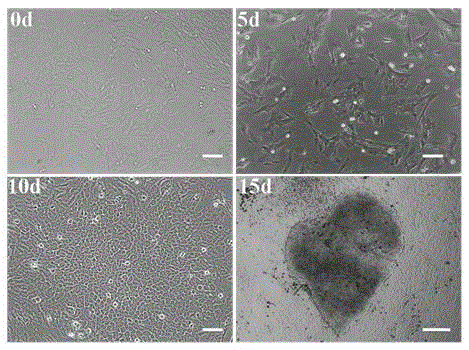 A method for establishing a dox-regulated porcine somatic cell induced reprogramming system