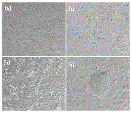 A method for establishing a dox-regulated porcine somatic cell induced reprogramming system