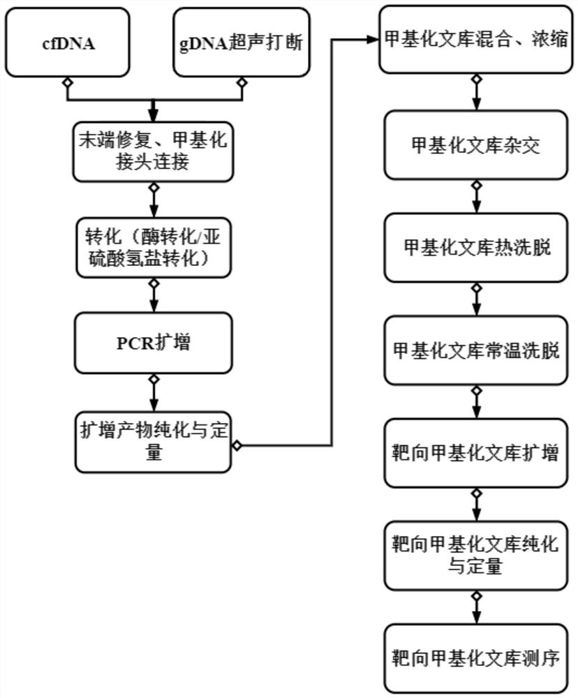 Construction method of targeted methylation sequencing library and kit