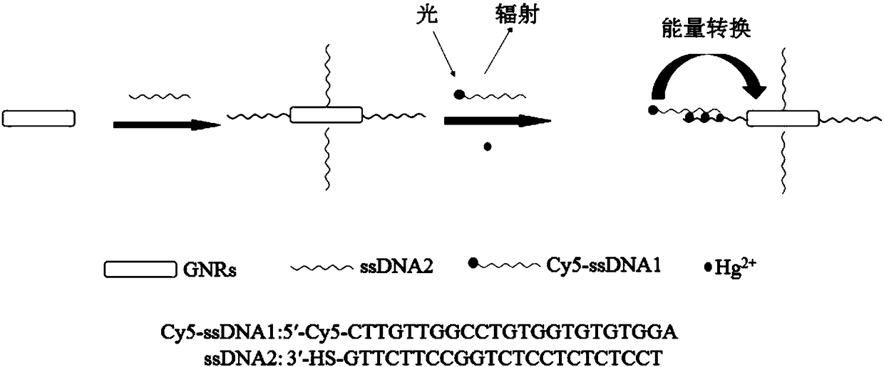 Sulfydryl DNA-modified gold nano-rod, preparation method thereof, heavy metal mercury ion detection method and application of heavy metal mercury ion detection method