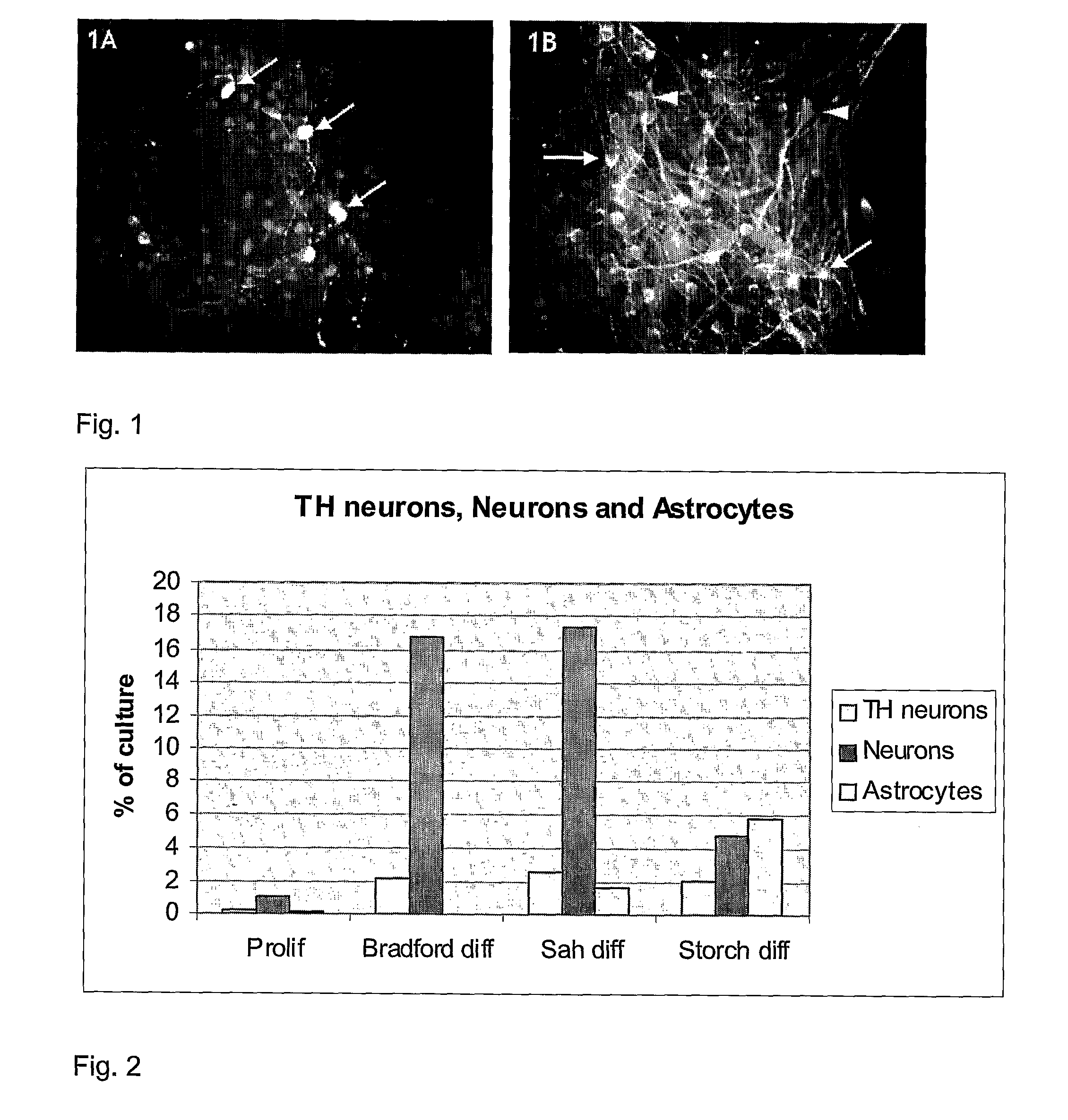 Human immortalised neural precursor cell line