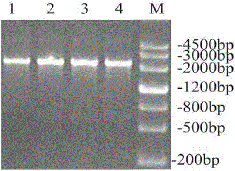 Recombinant engineering bacterium with surface exhibiting and expressing glutamic acid decarboxylase as well as construction method and application of recombinant engineering bacterium