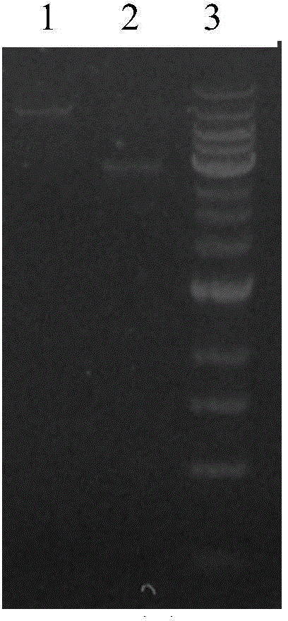 Cell for highly expressing adenoviruses and method for preparing adenoviruses