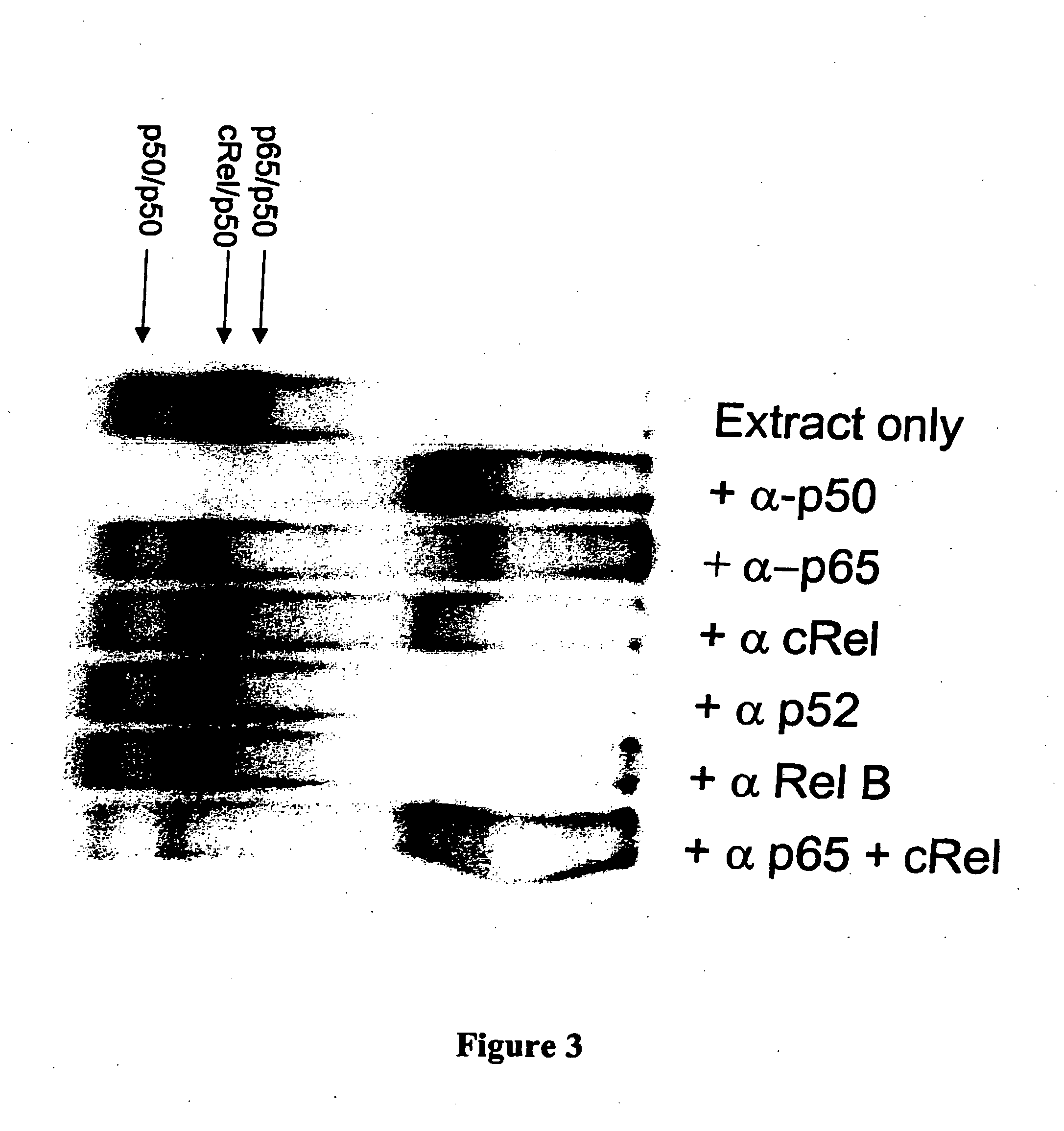 NF-kappaB oligonucleotide decoy molecules