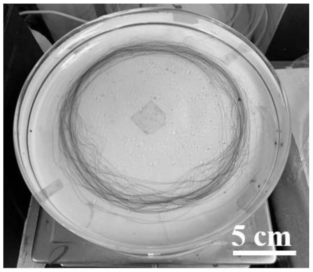 A preparation method of bionic high-strength and high-toughness nanocomposite fibers