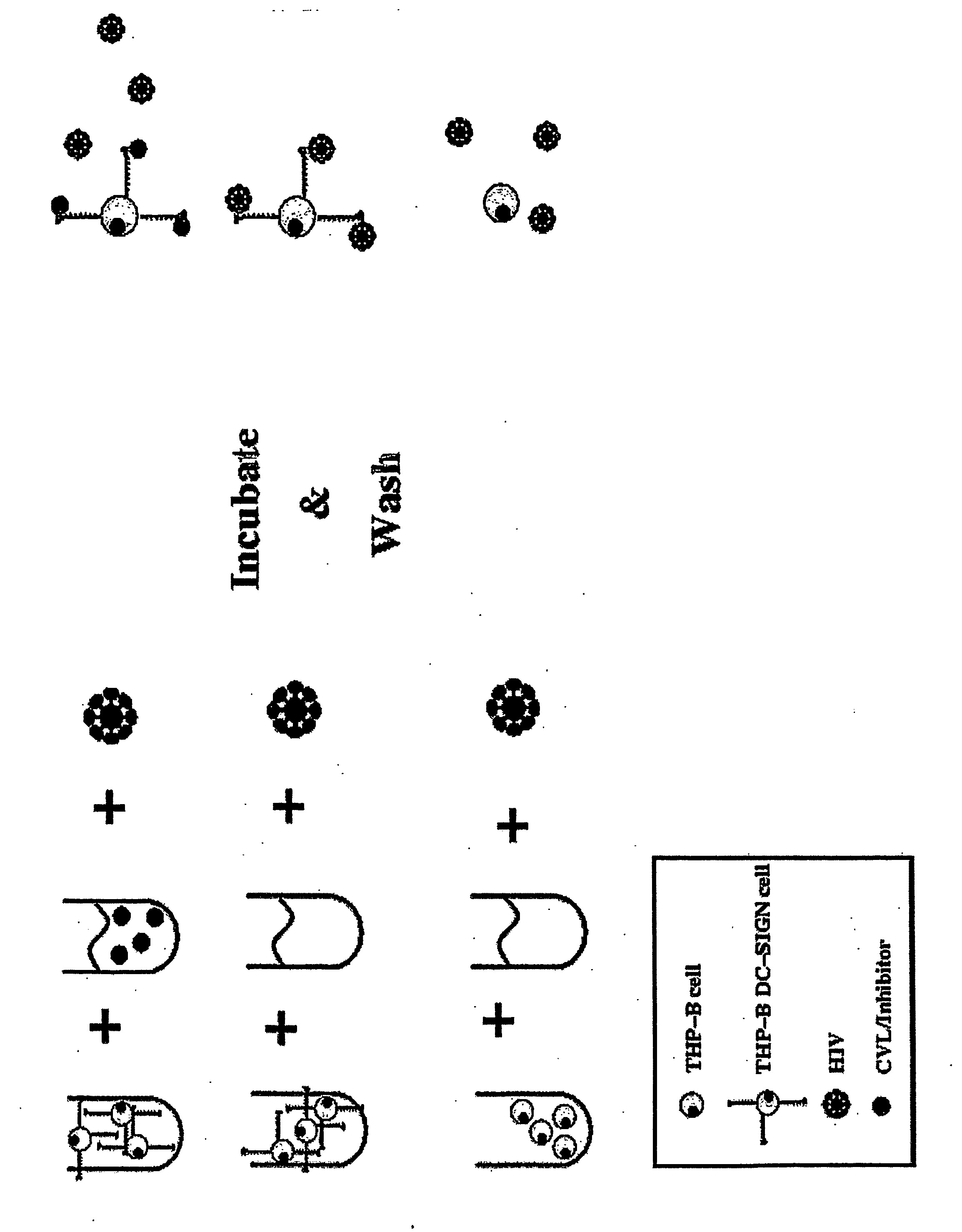 Composition for blocking hiv binding to dendritic cells and methods of use thereof