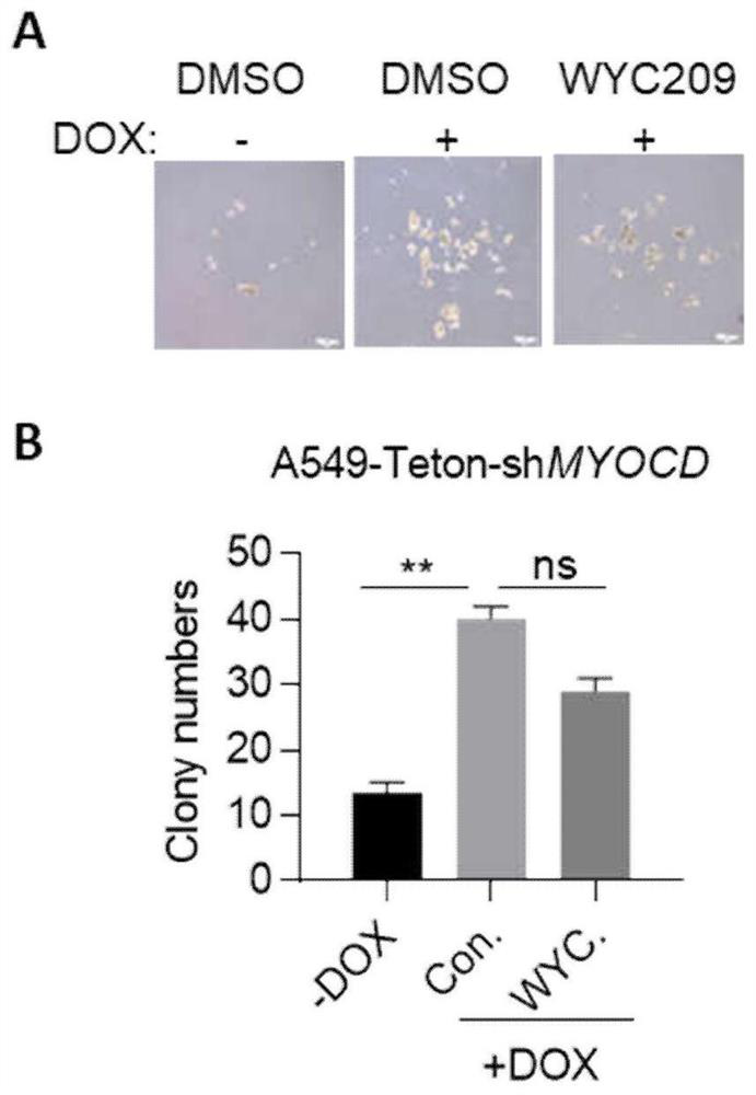 Combination drugs for the treatment of kras mutation and myocd loss of function lung cancer