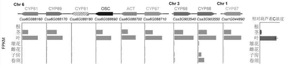 Gene cluster participating in synthesis of cucumber cucurbitacine C and application thereof