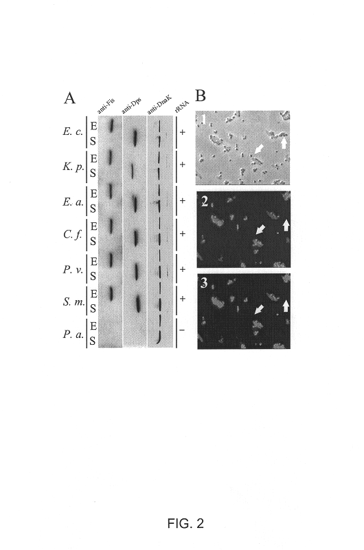 Growth state-specific immunofluorescent probes for determining physiological state and method of use