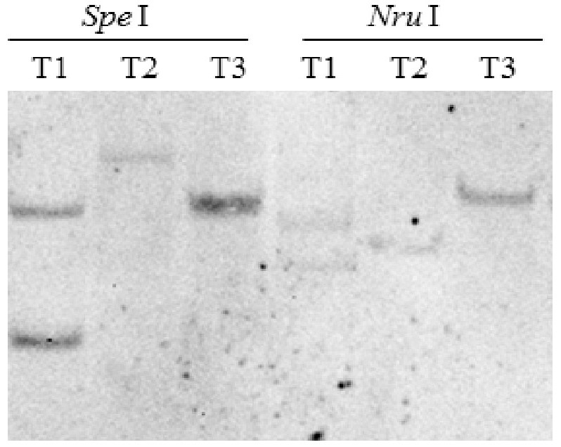 Plant glandular hair-specific expression gene hd-9, its expression vector and application