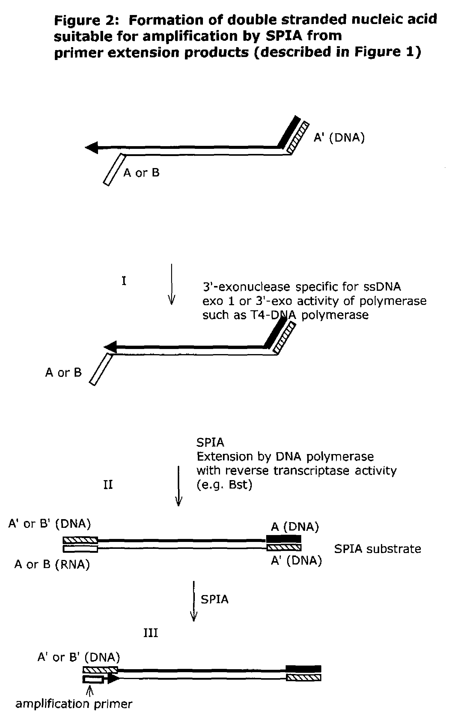 Isothermal nucleic acid amplification methods and compositions