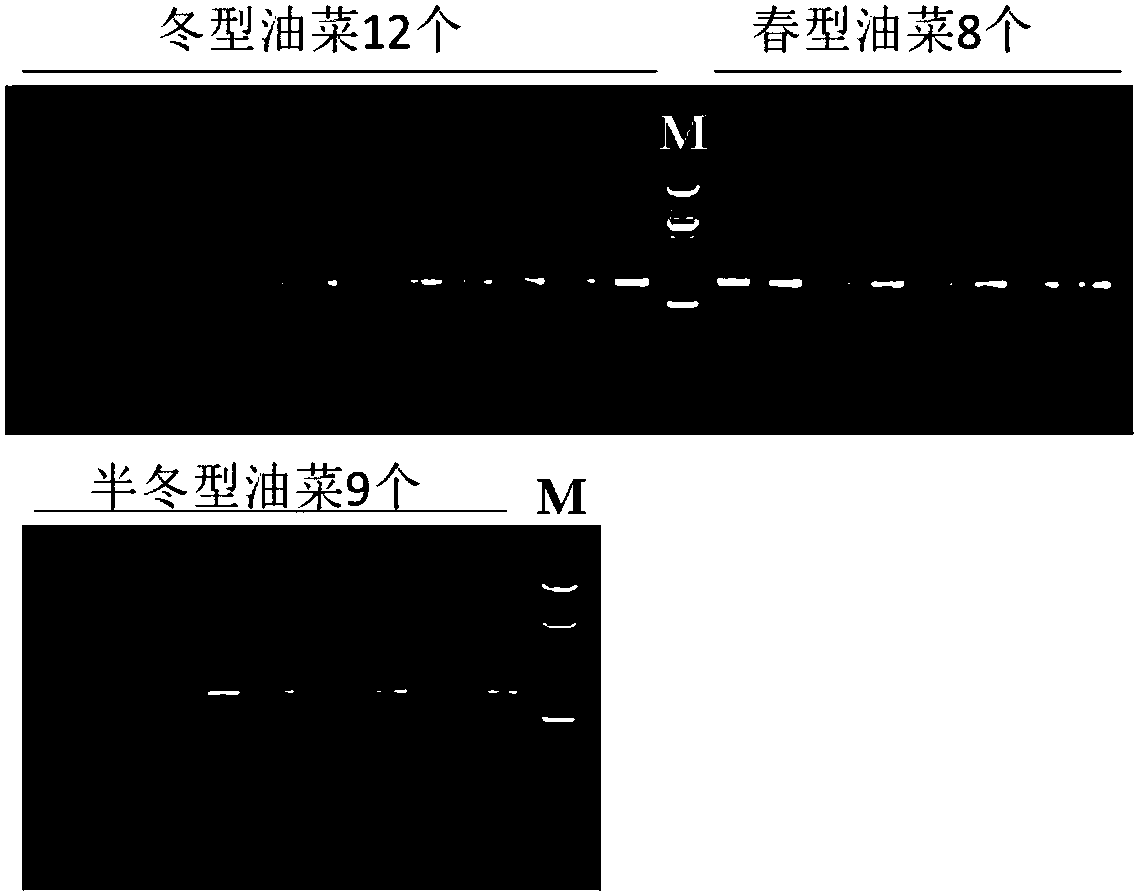Molecular marker for controlling flowering phase of cabbage type rape and applications of molecular marker
