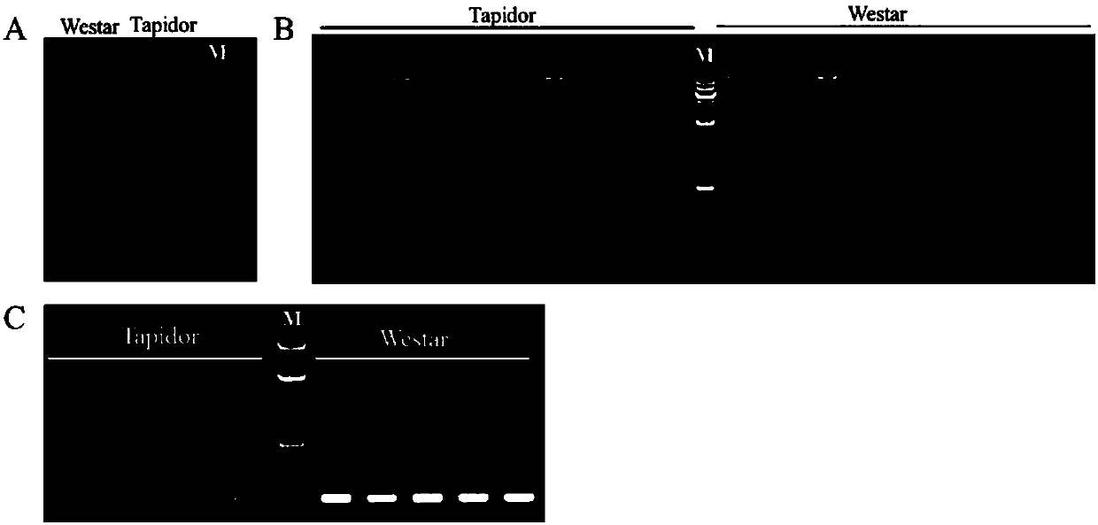 Molecular marker for controlling flowering phase of cabbage type rape and applications of molecular marker