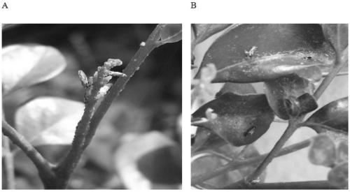 Application of soy sauce residue glyceride in preparation of preparation for controlling minisize insects or foliar fungal and bacterial diseases