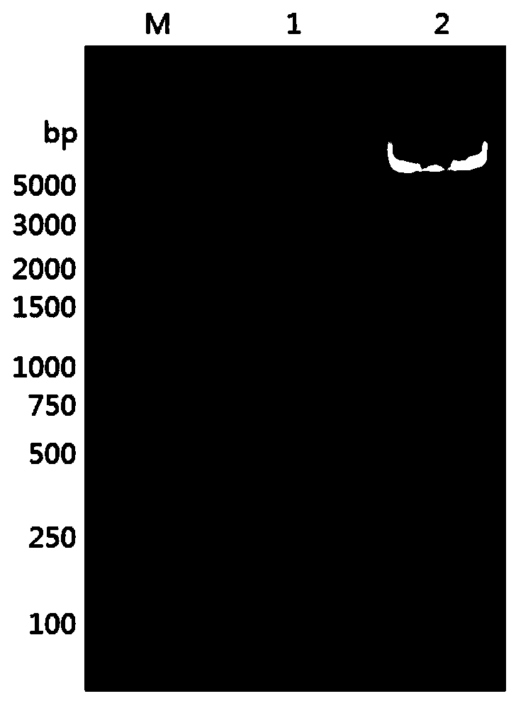 Fungus-derived beta propeller-type recombinant phytase r-AoPhytase and expression strain and application thereof