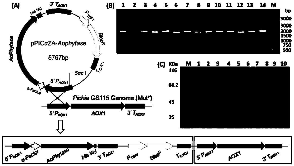 Fungus-derived beta propeller-type recombinant phytase r-AoPhytase and expression strain and application thereof