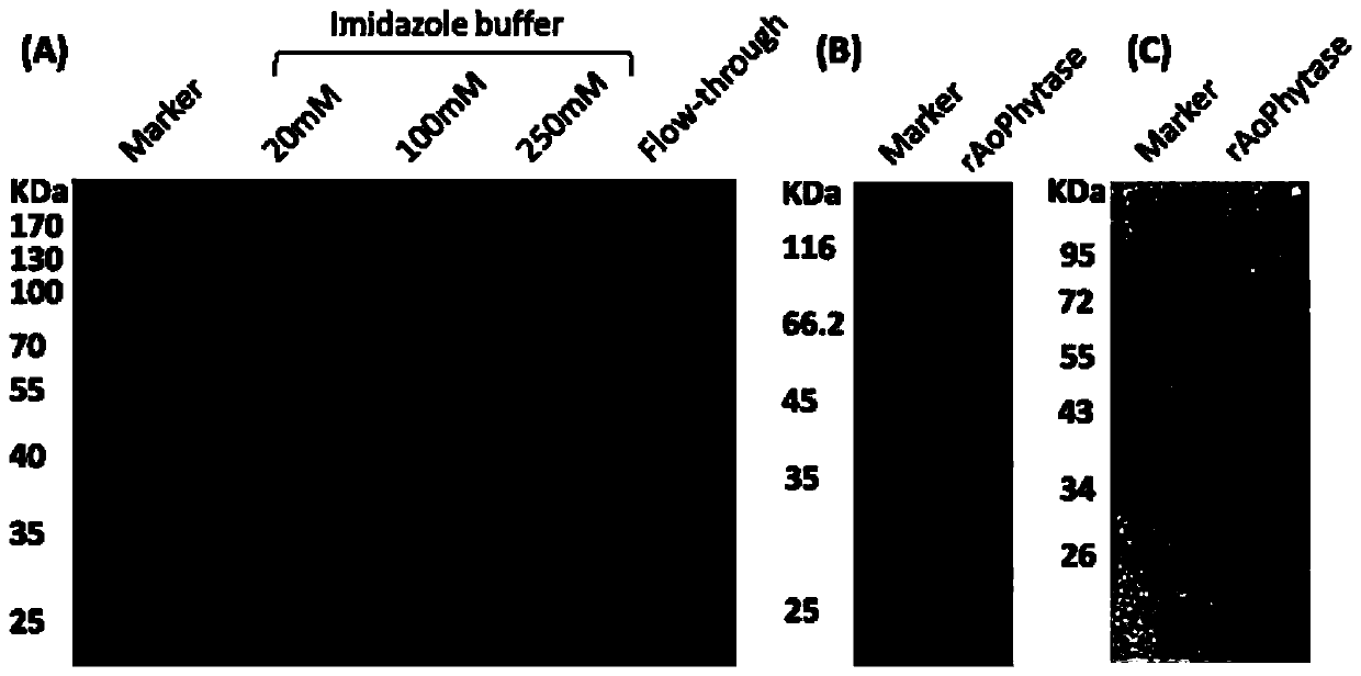 Fungus-derived beta propeller-type recombinant phytase r-AoPhytase and expression strain and application thereof