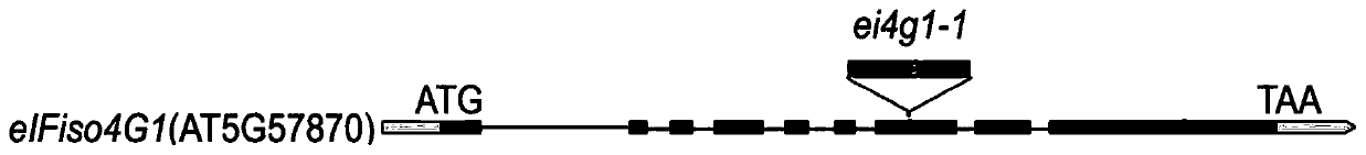 Method for improving tolerance of plant to droughts through down-regulation of expression of eIFiso4G1 gene and eIFiso4G2 gene