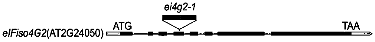 Method for improving tolerance of plant to droughts through down-regulation of expression of eIFiso4G1 gene and eIFiso4G2 gene